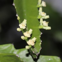 Euphorbia trigona Mill.